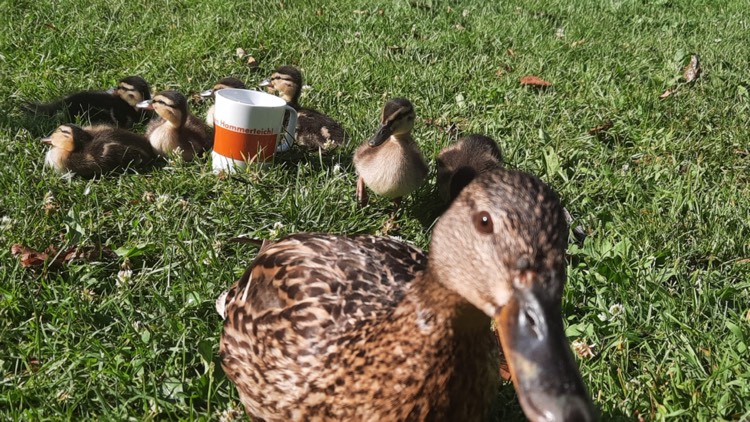 Hammerteichbecher Enten