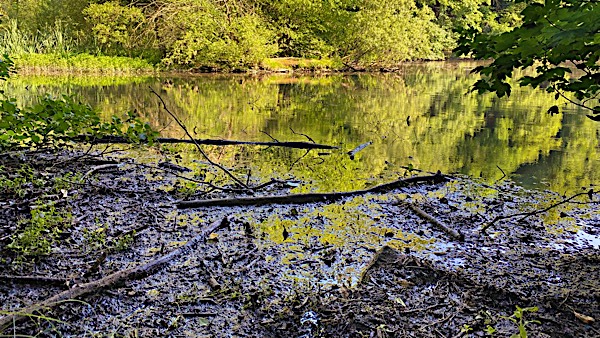 Totholz am Hammerteich