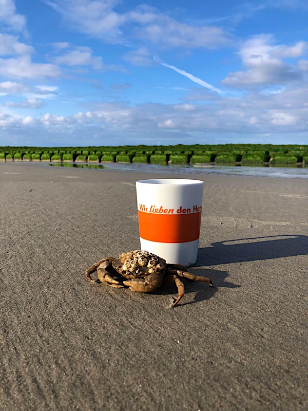 Hammerteichbecher Watt